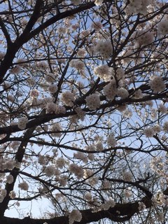 3桜.JPG